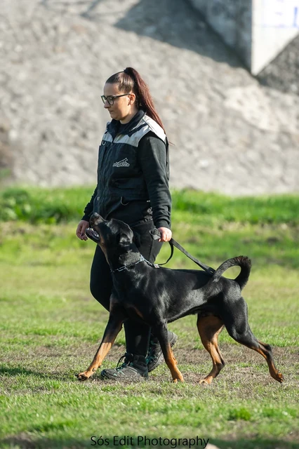 Vivi lábnál járást gyakorol a rottweilerével a füves gyakorlópályán